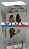Влажный препарат "Внутреннее строение брюхоногого моллюска" - fgospostavki.ru - Новоалтайск