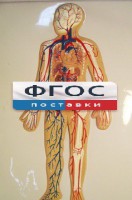 Модель барельефная "Кровеносная система человека" - fgospostavki.ru - Новоалтайск