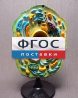 Модель "Клетка растения" - fgospostavki.ru - Новоалтайск