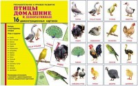 Демонстрационные карточки "Птицы домашние и декоративные" - fgospostavki.ru - Новоалтайск
