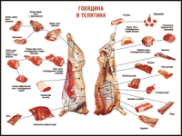 Таблица "Правила разделки мясных туш. Говядина и телятина" (100х140 сантиметров, винил) - fgospostavki.ru - Новоалтайск