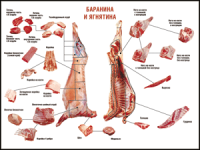 Таблица "Правила разделки мясных туш. Баранина и ягнятина" (100х140 сантиметров, винил) - fgospostavki.ru - Новоалтайск
