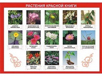 Таблица демонстрационная "Растения Красной книги" (винил 100*140) - fgospostavki.ru - Новоалтайск