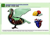 Рельефная таблица "Внутреннее строение голубя" (формат А1, матовое ламинирование) - fgospostavki.ru - Новоалтайск