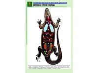 Рельефная таблица "Внутреннее строение ящерицы" (формат А1, матовое ламинирование) - fgospostavki.ru - Новоалтайск