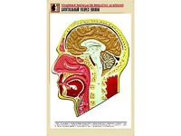 Рельефная таблица "Сагиттальный разрез головы" (формат А1, матовое ламинирование) - fgospostavki.ru - Новоалтайск