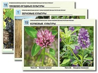 Гербарий фотографический "Сельскохозяйственные растения России" - fgospostavki.ru - Новоалтайск