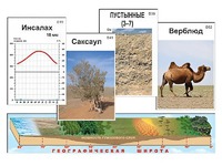 Модель-аппликация "Природные зоны" - fgospostavki.ru - Новоалтайск