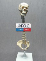 Модель "Позвоночник с черепом и тазом" - fgospostavki.ru - Новоалтайск