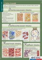 Комплект таблиц. Биология 8-9 класс. Человек. - fgospostavki.ru - Новоалтайск