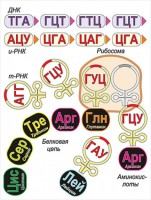 Модель-аппликация Биосинтез белка - fgospostavki.ru - Новоалтайск