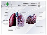 Стенд "Дыхательная система человека" - fgospostavki.ru - Новоалтайск