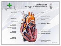 Стенд "Строение сердца человека" - fgospostavki.ru - Новоалтайск