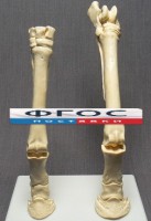 Скелет конечности лошади (передняя и задняя) на подставке - fgospostavki.ru - Новоалтайск
