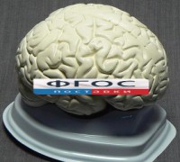 Модель "Мозг в разрезе" (белый) - fgospostavki.ru - Новоалтайск