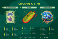 Электрифицированный стенд "Строение клетки" с маркерными полями - fgospostavki.ru - Новоалтайск