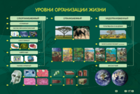 Электрифицированный стенд "Уровни организации жизни" - fgospostavki.ru - Новоалтайск