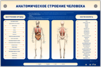 Электрифицированный стенд-тренажер c макетом скелета "Анатомическое строение человека" - fgospostavki.ru - Новоалтайск