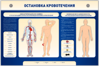 Электрифицированный стенд-тренажер "Остановка кровотечения" - fgospostavki.ru - Новоалтайск