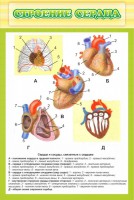 Стенд "Строение сердца" - fgospostavki.ru - Новоалтайск