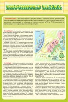 Стенд "Биосинтез белка" - fgospostavki.ru - Новоалтайск
