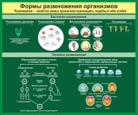 Стенд "Формы размножения организмов" - fgospostavki.ru - Новоалтайск