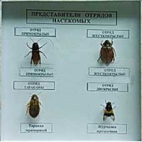 Коллекция энтомологическая "Представители отряда насекомых" - fgospostavki.ru - Новоалтайск