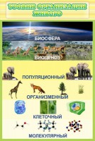 Стенд "Уровни организации живого" - fgospostavki.ru - Новоалтайск