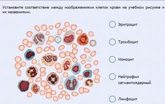 Интерактивные курсы. Биология 11 класс. Расширенный. - fgospostavki.ru - Новоалтайск