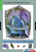Комплект таблиц. Биология. Вещества растений. Клеточное строение. - fgospostavki.ru - Новоалтайск