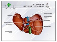 Стенд "Строение печени человека" - fgospostavki.ru - Новоалтайск