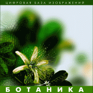 Ботаника. (Цифровая база изображений) - fgospostavki.ru - Новоалтайск