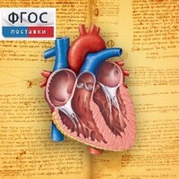 Анатомия (Цифровой атлас школьника) - fgospostavki.ru - Новоалтайск