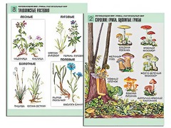 Комплект таблиц "Окружающий мир. Грибы. Растительный мир" (12 таблиц, А1, ламинированные) - fgospostavki.ru - Новоалтайск