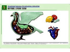 Рельефная таблица "Внутреннее строение голубя" (формат А1, матовое ламинирование) - fgospostavki.ru - Новоалтайск