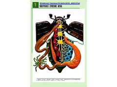Рельефная таблица "Внутреннее строение жука" (формат А1, матовое ламинирование) - fgospostavki.ru - Новоалтайск