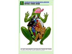 Рельефная таблица "Внутреннее строение лягушки" (формат А1, матовое ламинирование) - fgospostavki.ru - Новоалтайск