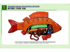 Рельефная таблица "Внутреннее строение рыбы" (формат А1, матовое ламинирование) - fgospostavki.ru - Новоалтайск