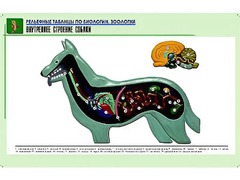Рельефная таблица "Внутреннее строение собаки" (формат А1, матовое ламинирование) - fgospostavki.ru - Новоалтайск