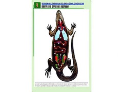 Рельефная таблица "Внутреннее строение ящерицы" (формат А1, матовое ламинирование) - fgospostavki.ru - Новоалтайск
