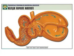 Рельефная таблица "Желудок жвачного животного" (формат А1, матовое ламинирование) - fgospostavki.ru - Новоалтайск