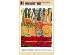 Рельефная таблица "Ворсинка кишечная с сосудом" (формат А1, матовое ламинирование) - fgospostavki.ru - Новоалтайск