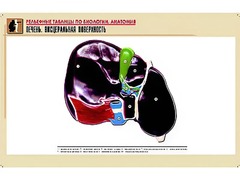 Рельефная таблица "Печень. Висцеральная поверхность" (формат А1, матовое ламинирование) - fgospostavki.ru - Новоалтайск