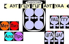 Модель-аппликация "Биосинтез белка" (ламинированная) - fgospostavki.ru - Новоалтайск