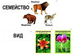 Модель-аппликация "Классификация растений и животных" (ламинированная) - fgospostavki.ru - Новоалтайск