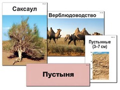 Модель-аппликация "Природные зоны России" (ламинированная) - fgospostavki.ru - Новоалтайск