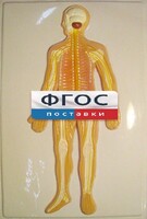 Модель барельефная "Нервная система человека" - fgospostavki.ru - Новоалтайск