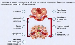 Интерактивные курсы. Биология 9 класс. Расширенный. - fgospostavki.ru - Новоалтайск