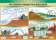 Таблица "Круговорот веществ в биосфере" (100х140 сантиметров, винил) - fgospostavki.ru - Новоалтайск