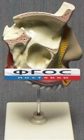 Модель "Разрез носоглотки" - fgospostavki.ru - Новоалтайск